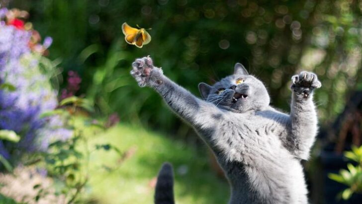 10 Things Outdoor Cats Love About Spring