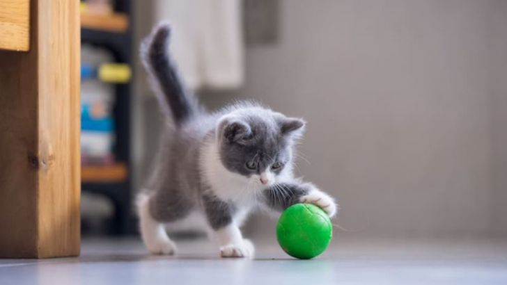 Yes, Cats Can Fetch! Here’s How in 7 Simple Steps