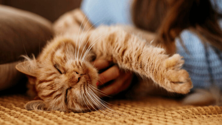 Is Your Cat Getting Too Clingy? 10 Reasons They Might Be Jealous