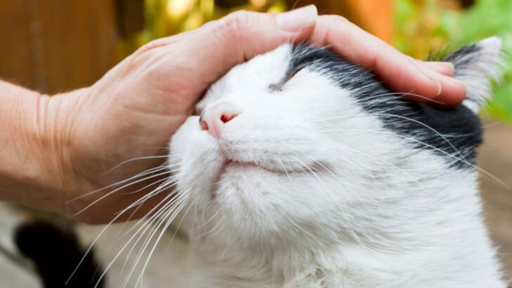 New Cat in the House? 12 Tricks to Build Instant Trust