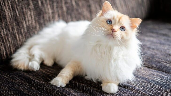 5 Reasons Introverts Love Ragdolls & 5 Breeds That’ll Pull You Out of Hiding