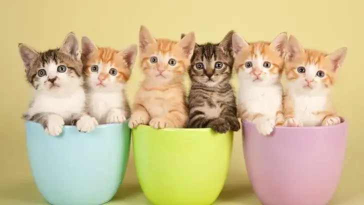 10 Steps to a Peaceful Life With Kitten Siblings