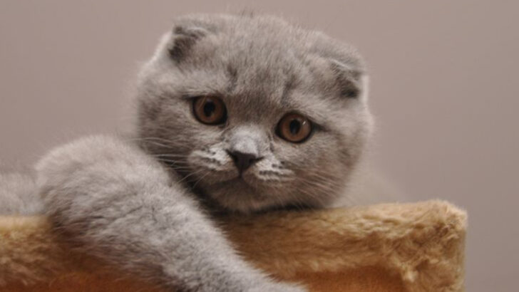 Top 10 Most Empathetic Cat Breeds, Ranked by Emotional Intelligence