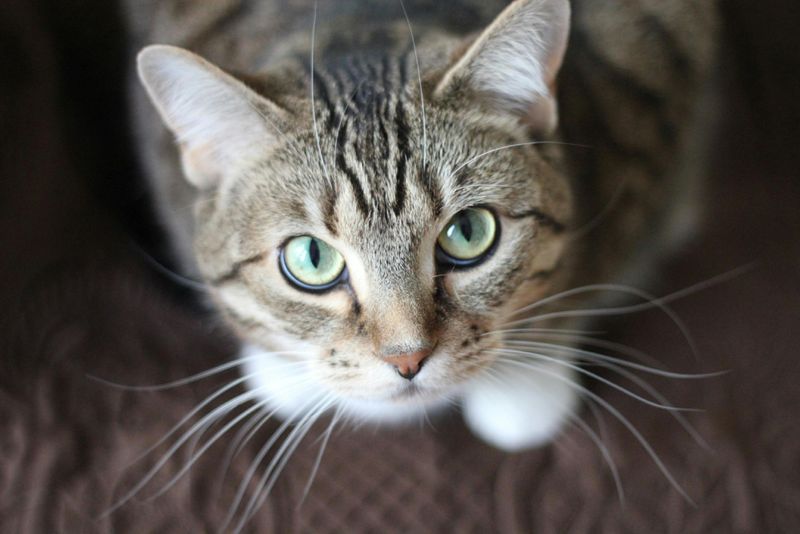 All Tabby Cats Have an