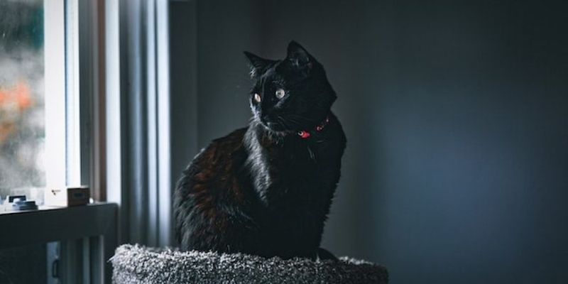 1. Keep Your Cat Indoors