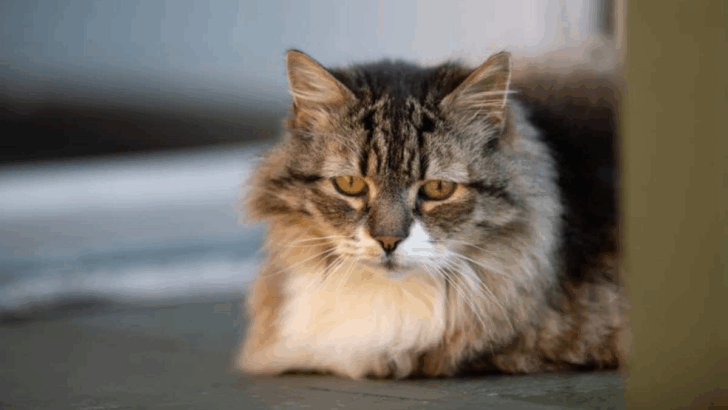 10 Cat Breeds That Were Once In Demand But Now Struggle to Find Homes
