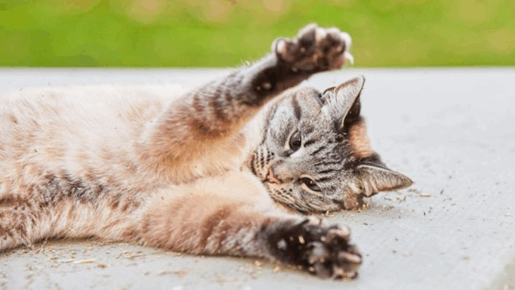 10 Reasons Cats Are the Masters of Emotional Resilience (Dogs, Take Notes!)