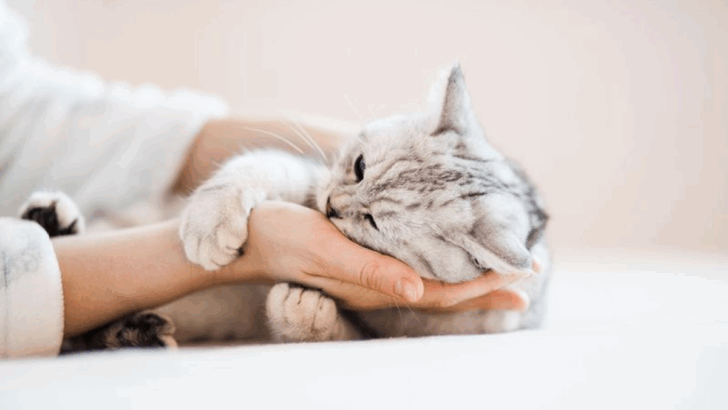 10 Surprising Ways to Tell If Your Cat’s Personality Is a Mirror of Your Own