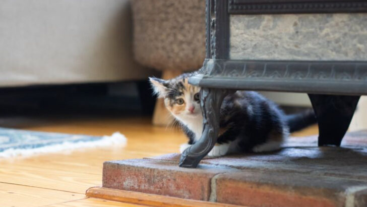 10 Activities You Think Are Harmless—But May Be Ruining Your Cat’s Trust