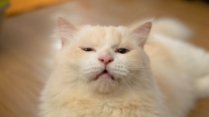 9 Awkward Cat Questions You’re Too Embarrassed to Ask Your Vet