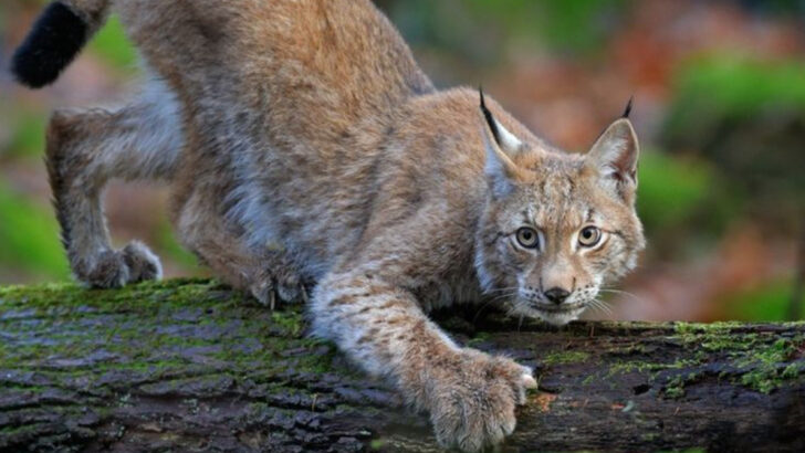 10 Big Cats That Hunt, Roam, and Rule Alone