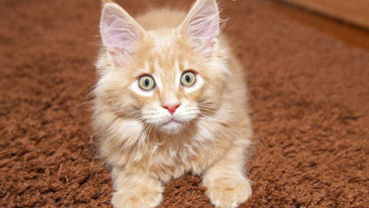 10 Big Things People Don’t Tell You About Red Smoke Maine Coons—But Should