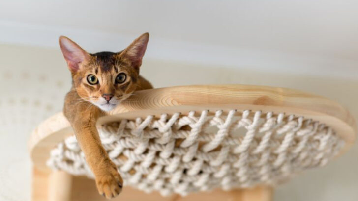 10 Cat Breeds People Often Regret Adopting (But Shouldn’t)