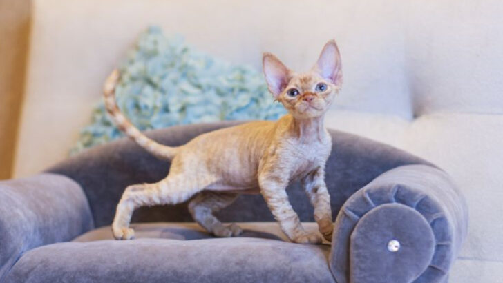 10 Cat Breeds That Should Be Skipped as Pets — Here’s Why