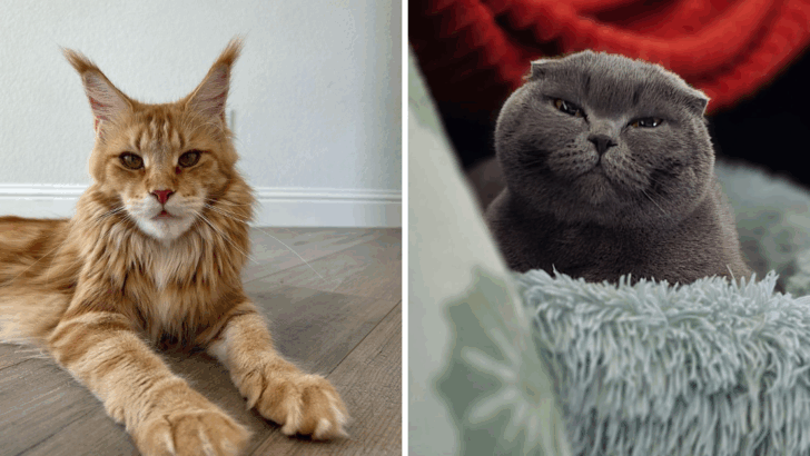 10 Cat Breeds With Shockingly Human Attitudes That’ll Make You Do a Double Take