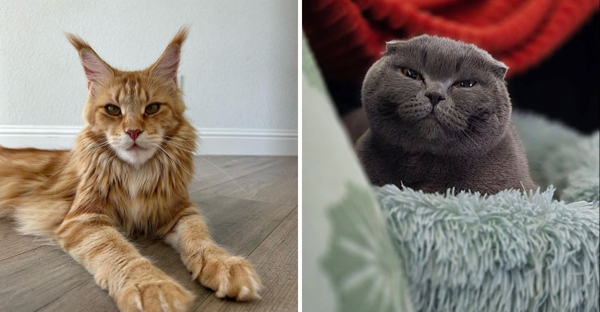 10 Cat Breeds With Shockingly Human Attitudes That’ll Make You Do a Double Take