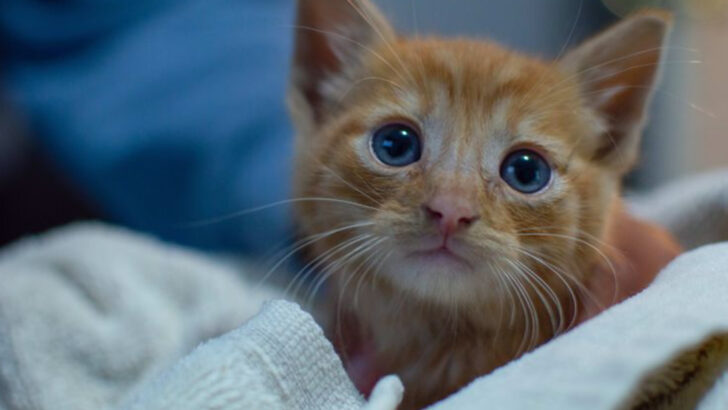 10 Clear and Comforting Signs Your Kitten Is Thriving—From Playful Energy to Perfect Litter Box Habits