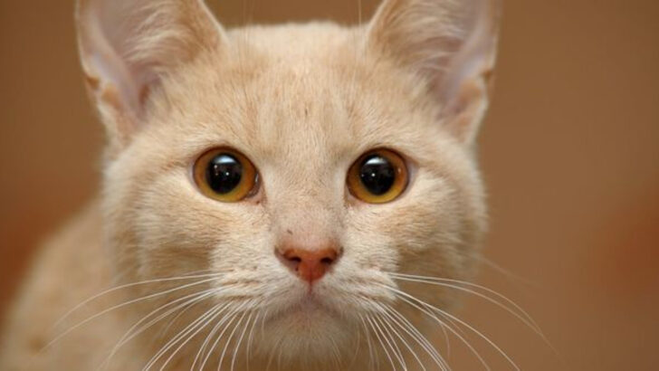 10 Clear Signs Your Cat Feels Unsafe in Her Everyday Living Environment