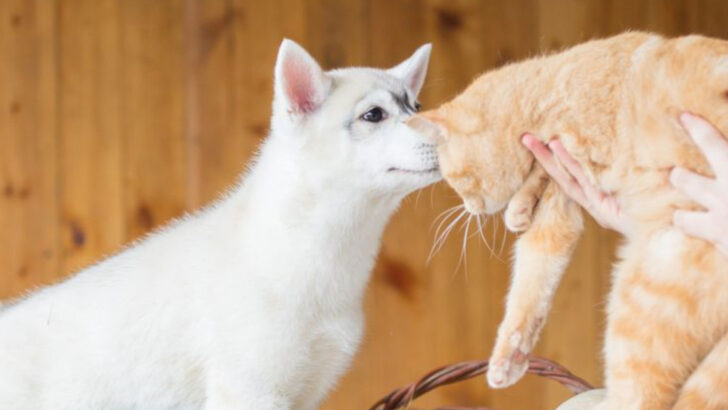 10 Expert Tips for Raising Cats and Dogs Together Without Losing Your Sanity