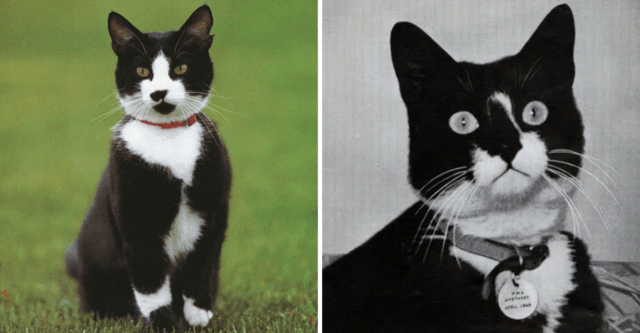9 Famous Cats in American History: From Presidents’ Beloved Pets to Unforgettable Cultural Icons
