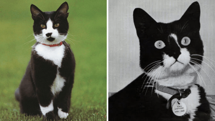 9 Famous Cats in American History: From Presidents’ Beloved Pets to Unforgettable Cultural Icons