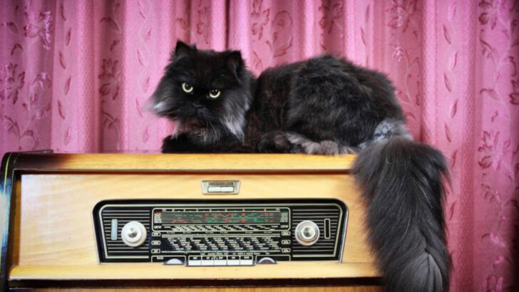 10 Heartfelt Tips to Help Your Cat Adjust and Feel Loved After a Family Member Moves Out