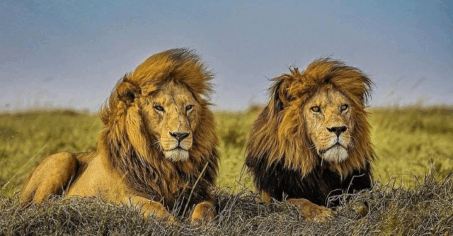 10 Jaw-Dropping Facts About Wild Cats That Show Their Hunting Mastery