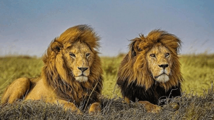 10 Jaw-Dropping Facts About Wild Cats That Show Their Hunting Mastery