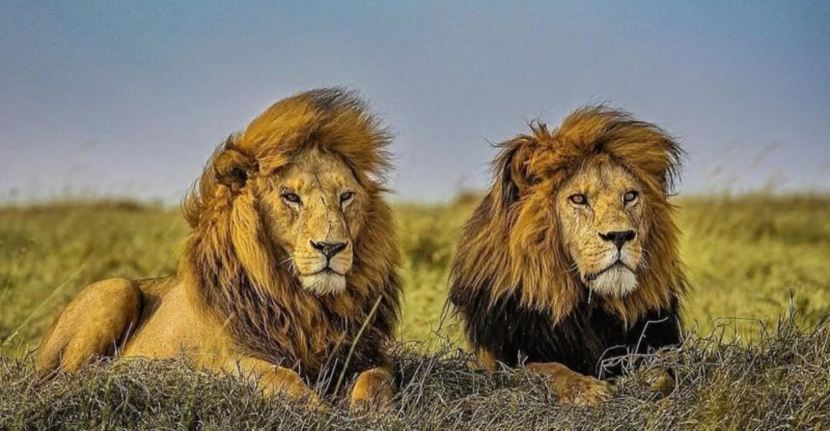 10 Jaw-Dropping Facts About Wild Cats That Show Their Hunting Mastery