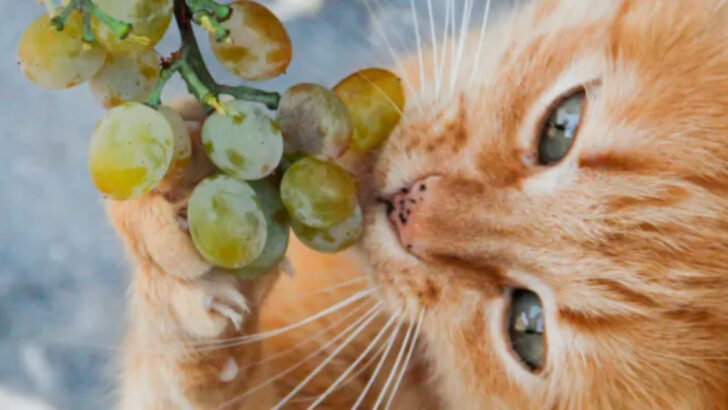 10 Leftovers You Should Never Share With Cats (Even If They Beg and Plead)