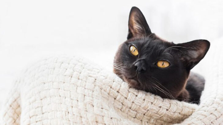 10 Needy Cat Breeds That’ll Never Leave Your Side—Literally
