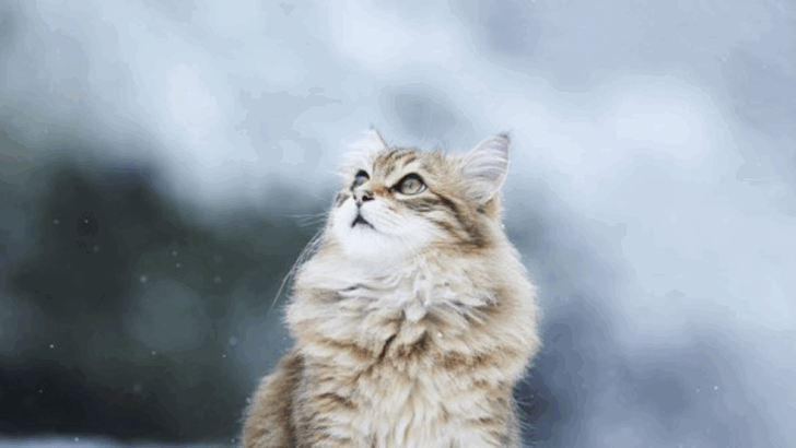 10 of the World’s Most Enigmatic Cats—And the Hidden Histories Passed Down Through Their Bloodlines