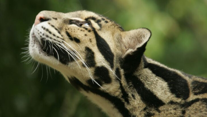 10 of the World’s Most Fascinating and Mysterious Big Cats You Need to Know About