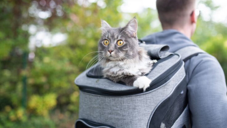 10 Practical, Loving Tips to Help Your Maine Coon Travel Without Stress