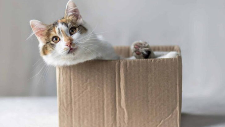 10 Random Household Items Your Cat Thinks Are the Best Toys Ever