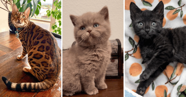 10 Rare Cat Colors and Patterns That Make Felines Even More Fascinating