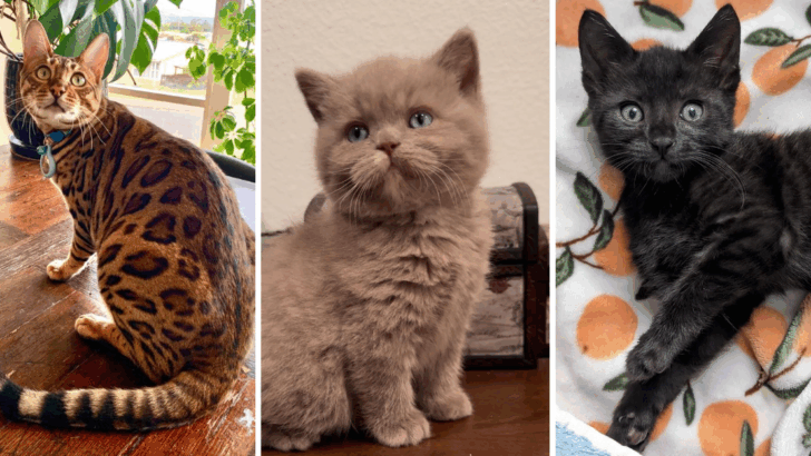 10 Rare Cat Colors and Patterns That Make Felines Even More Fascinating