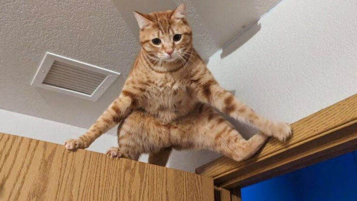 10 Reasons Orange Cats Might Be the Most Lovable Weirdos You’ll Ever Meet