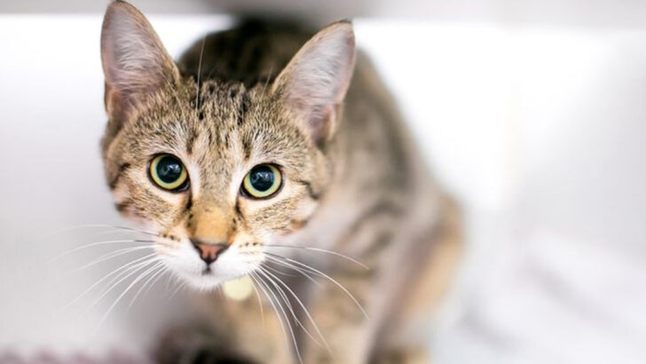 10 Reasons Some Cats Worry More Than Others