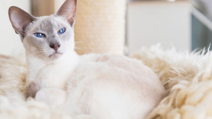 10 Siamese Cat Varieties Ranked by Their Most Special Traits