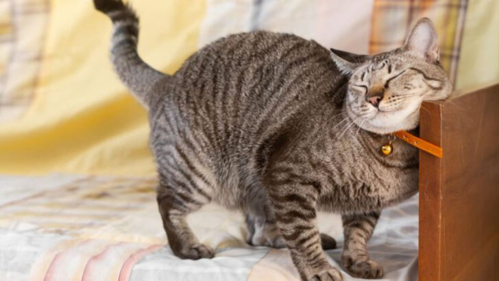 10 Signs Your Female Cat Is Dominant in the Household