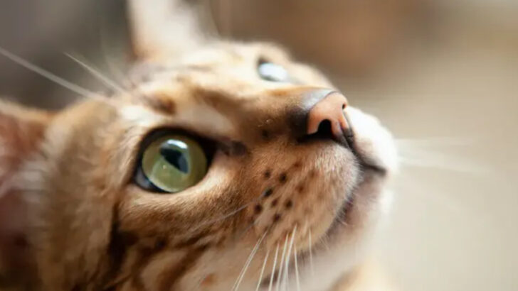 10 Silent Cat Tricks to Get Your Attention Without a Single Demand
