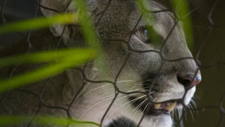 10 States With the Most Reported Wild Cat Attacks—Should You Be Worried?