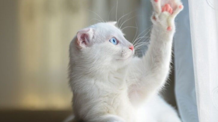 10 Surprising Tricks Your Playful Cat Can Learn With a Little Training