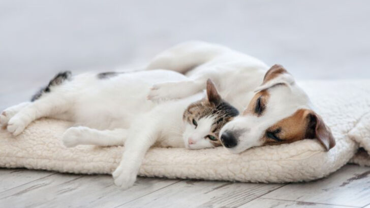 10 Surprising Ways Cats & Dogs Are More Alike Than You Ever Imagined
