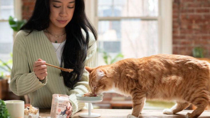 10 Surprising Ways Frequent Feeding Can Dramatically Affect Your Cat’s Digestive Health