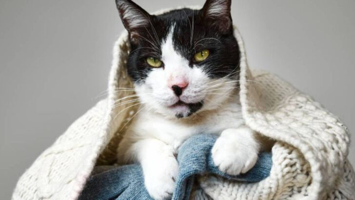 10 Textures Cats Can’t Stand (So Don’t Put Them in Their Bed!)