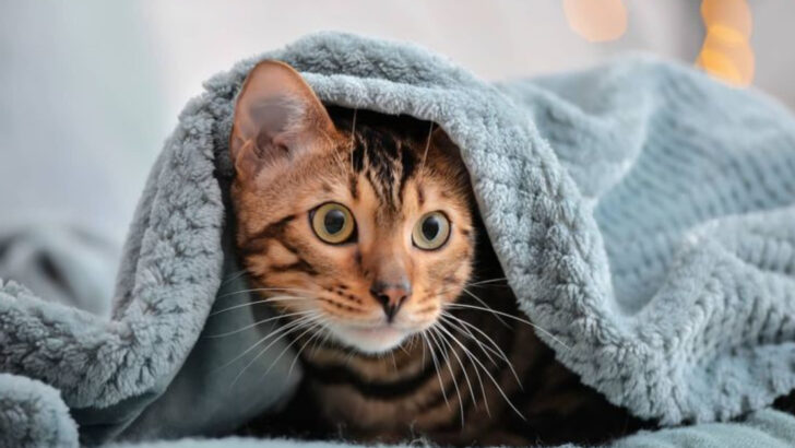 10 Things You Didn’t Know About Female Cats and Heat Cycles (But Should)