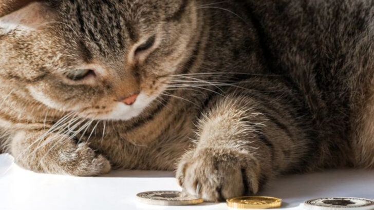 10 Things Your Cat Just Can’t Resist Knocking Off the Table—And Why They Do It