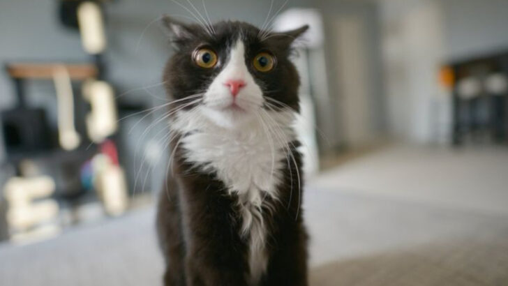 10 Things Your Cat Might Do After Getting Scared (And What They’re Really Asking For)